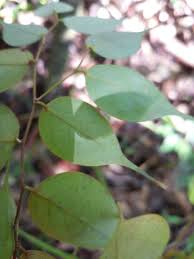 Image result for Cleistanthus