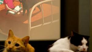 Outreach locations across the metro area also. Janus Cat Two Faced Kitty Named Biscuits And Gravy Born In Oregon