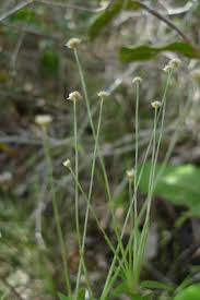 Image result for Syngonanthus welwitschii