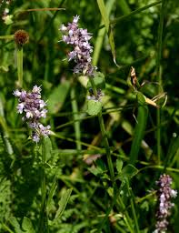 Image result for Platostoma