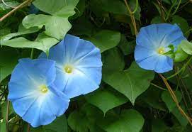Heavenly Blue Morning Glory Seeds 50 Morning Glories Seeds Etsy Morning Glory Seeds Morning Glory Blue Morning Glory