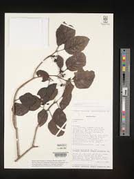 Image result for Premna hans-joachimii