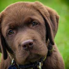 Maybe you would like to learn more about one of these? Tovah Labradors Tovah Labradors