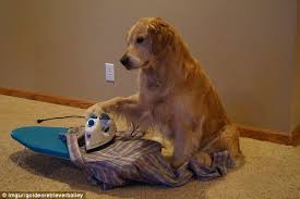 Redneck Retriever S Owners Release Pics After Dog S Death Daily Mail Online