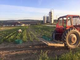 Den nya gröna vågen: ”Stadsbor som vill leva ett mer jordnära liv”