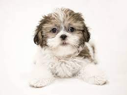Of health, one year guarantee, first vaccinations, dewormed, dew… Shih Tzu Puppies For Sale Petland Iowa City