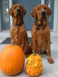 Fetch currently available fox red labrador puppies here. Fox Red Labradors Labrador Retriever