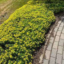 Over 3,278 sedum pictures to choose from, with no signup needed. Sedum Kamtschaticum Russian Stonecrop From Midwest Groundcovers