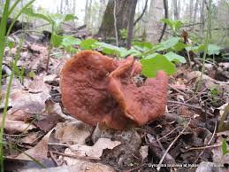 In fact, elephant ears are an important food source in warm climates around the world. Gyromitra Brunnea At Indiana Mushrooms