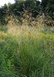 Deschampsia cespitosa семейство злаки (poaceae). Rasen Schmiele Wikipedia