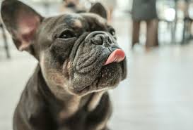 Our breeding male and female dogs are from the most sought after pedigrees for color dogs, that is carefully mixed with akc champion lines to create an amazing exotic color with the best of quality. French Bulldog Colors All Frenchie Colors Explained Pawleaks