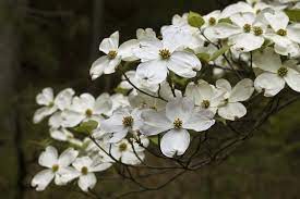 Maybe you would like to learn more about one of these? Best Native Trees To Plant In Washington D C Lawnstarter