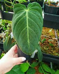 We did not find results for: Rural Tropics Philodendron Gigas Philodendron Facebook
