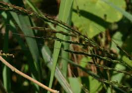 Image result for Oryza longistaminata