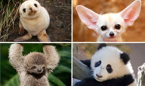 Image result for wildlife around the world