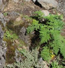 Image result for Afroligusticum claessensii