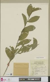 Image result for Synsepalum passargei