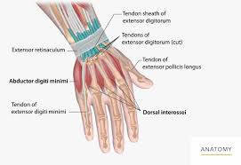 Image result for Hand Anatomy