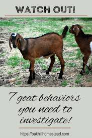 Is Your Goat S Behavior Normal Why It S Important To Know Goats Goat Farming Goat Care