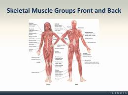 There are around 650 skeletal muscles within the typical human body. Skeletal Muscle Groups Front And Back