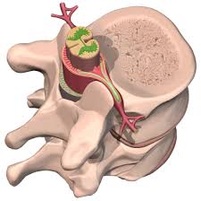 The distinctive 't' shape comes from the lumbar vertebra being sawn in half through the vertebral column. Spinal Anatomy Center Cervical Thoracic And Lumbar Spine Info