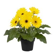 Image result for Gerbera jamesonii