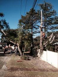 Tree Pruning Urban Tree Tree Service Tree Removal