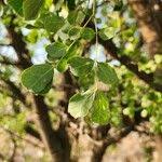 Image result for Albizia anthelmintica