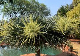 Image result for Fernandoa abbreviata