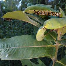 Easter half of the us plus quebec and ontario. A Local Wild Photo Short Milkweed Tiger Moth Caterpillar S Welcome To The Nest