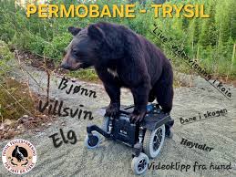 Trysil - Vi starter opp igjen med Permokj&oslash;ring 🤩 🫎 4.6, 🐻 11.6, elg🫎 25.06, 🐻 2.7, 🫎9.7 🐻 30.7, 🐻 13.07, 🫎 3.9 🫎 10.9 🐗 ta kontakt s&aring; f&aring;r vi til en egen dag... For p&aring;melding send sms til Jon Einar Nymoen: 48250856 | Facebook
