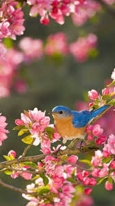 Nature Birds And Flowers Wallpaper Pin By Mary Oracle On Spring Flowers Beautiful Birds Birds Painting Colorful Bird