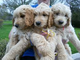 We raise healthy and beautiful standard and mini goldendoodles, contact now to reserve. Gorgeous First Cross Fl Goldendoodles 8 Weeks Old For Sale In North Central Pa 800 Email Vanloonsgoldendoodle Doodle Puppy Goldendoodle Goldendoodle Puppy