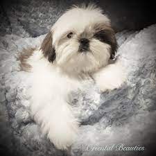 Find shih tzu puppies and dogs for adoption today! Oriental Beauties Shih Tzu Home