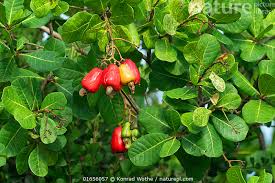 Image result for Anacardium