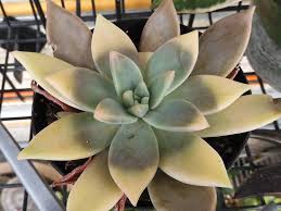 Yikush female head design succulents plant pot with drainage hole/cactus planter indoor outdoor resin planter, cute plants flower pot,no plant. Graptopetalum Paraguayense F Variegata World Of Succulents