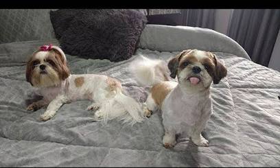 Shih Tzus com tosa baixa para os dias quentes, AI generated