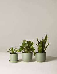 Low Light Potted Plants Monthly Subscription Box The Sill The Sill Low Light Plants Houseplants Low Light Easy House Plants