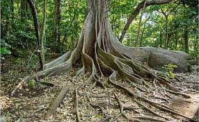 2.lianas or woody climbing habits in plants is very. How Are Plants Adapted To The Tropical Rainforest Worldatlas
