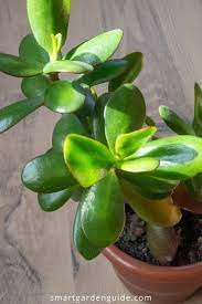 Jade Plant Care Complete Guide To Growing Crassula Ovata Smart Garden Guide Jade Plant Care Jade Plants Plants
