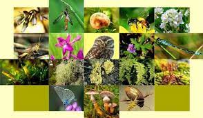 Jenis flora inggris meliputi pohon ek (oak) dan elm. Ratusan Spesies Baru Flora Dan Fauna Ditemukan Di India