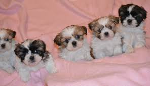 We are also able to safely ship your puppy at buyers cost. Shih Tzu Family In Western Iowa Home Facebook