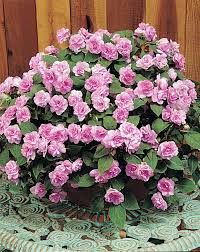 Image result for Impatiens oreocallis