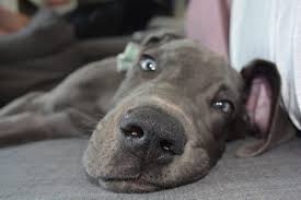 Giving all the food in one sitting is strongly discouraged, as it most of such formulas contain protein and fat levels way above recommended guidelines for great dane puppies, which may have devastating consequences. A Guide To Great Dane Feeding Needs Canna Pet