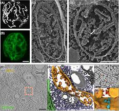 Image result for Micractis