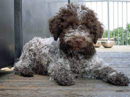 Lagotto Romagnolo Cane Hypoallergenic Dog Breed Puppies Cute Animals
