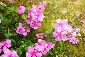 We did not find results for: Are Your Impatiens Leaves Turning Yellow 6 Possible Causes The Practical Planter