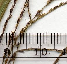 Image result for Leptochloa panicea