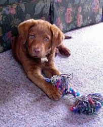 Black And White Chesapeake Bay Retriever Chesador Labrador Chesapeake Bay Retriever Mix Puppies And Kitties Cute Animals Baby Animals