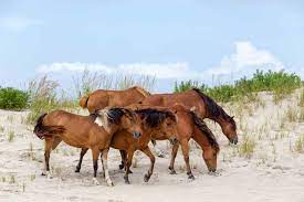 5 Places In The U S Where You Can See Wild Horses